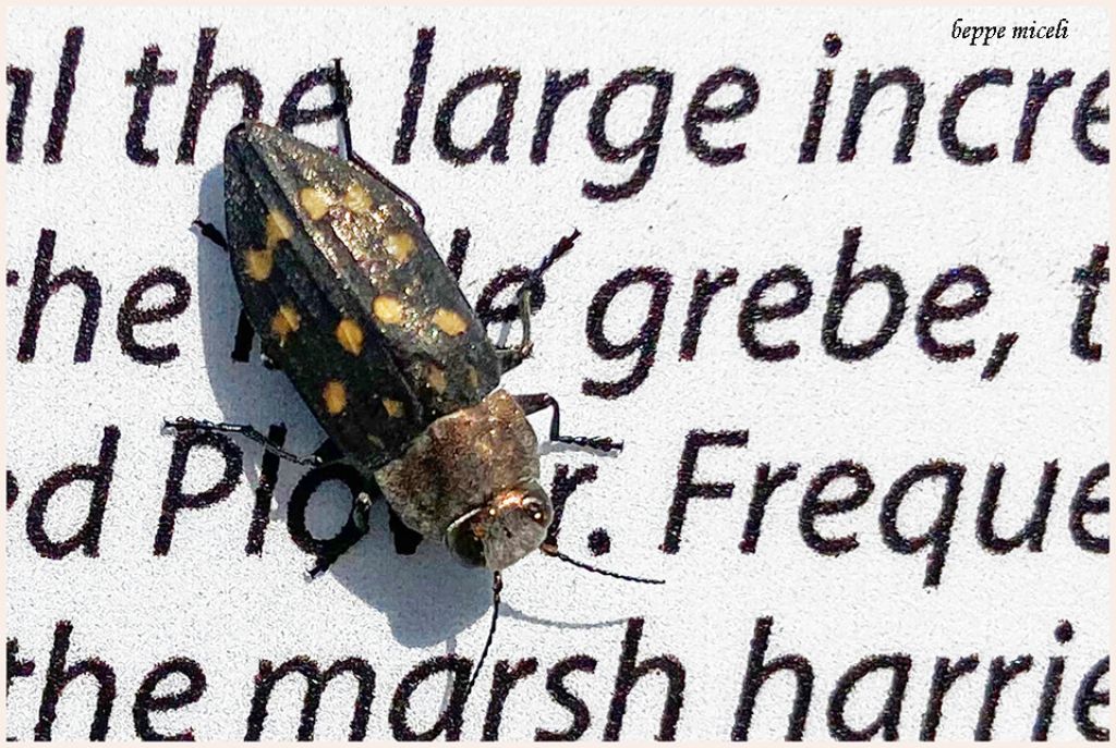 Buprestidae:  Trachypteris picta decostigma